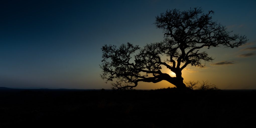 Viikunapuu. Kuva: Pixabay